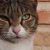どこに行ってもねこはねこ
