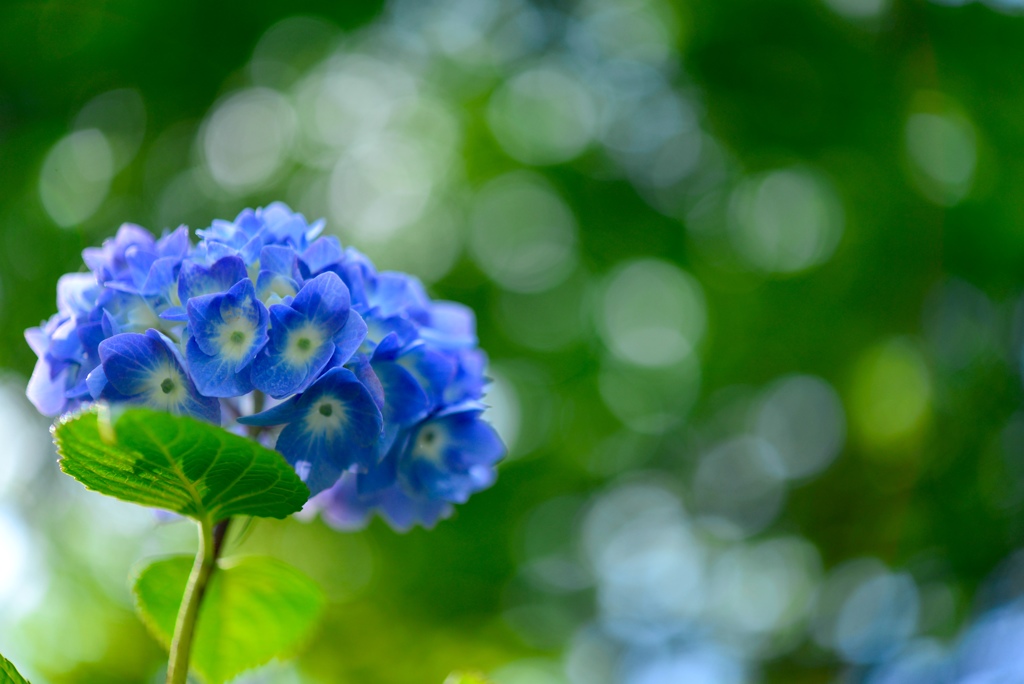 紫陽花が好き