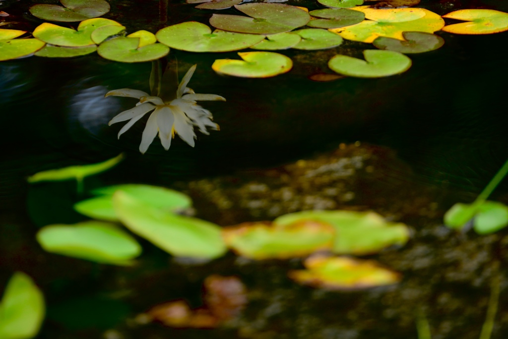水面