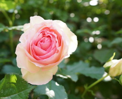 Soft Pink ROSE