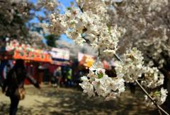 花より屋台