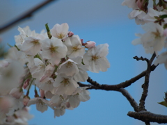 桜