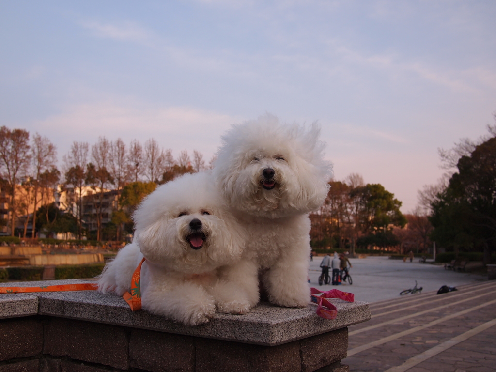 笑顔犬