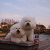 笑顔犬