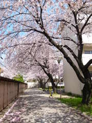 日常に生きる桜