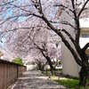 日常に生きる桜