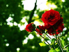 薔薇