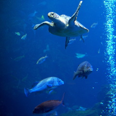 ウミガメ