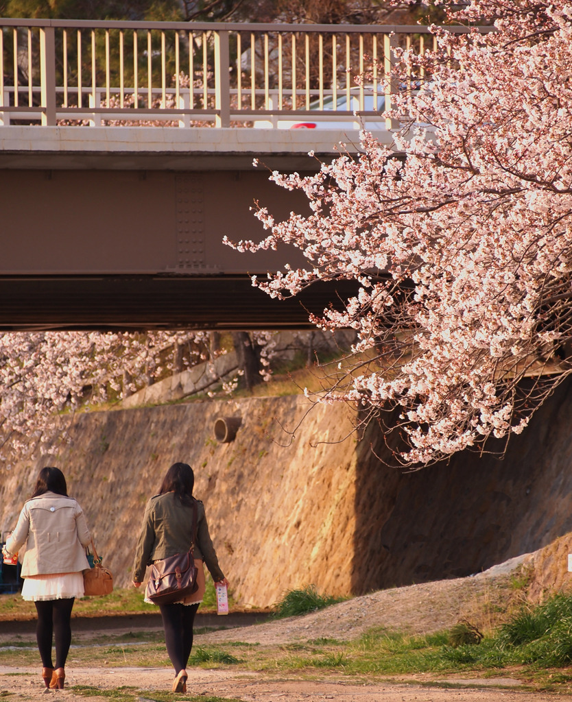 桜並木を散歩