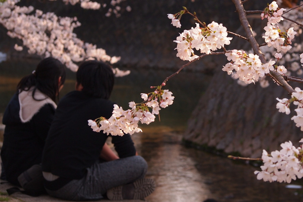 お花見デート