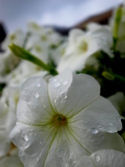 雨の日の花