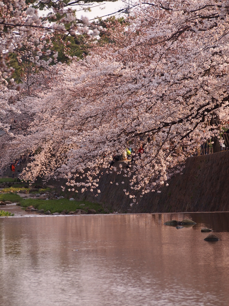 夙川のサクラ