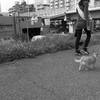 犬と散歩
