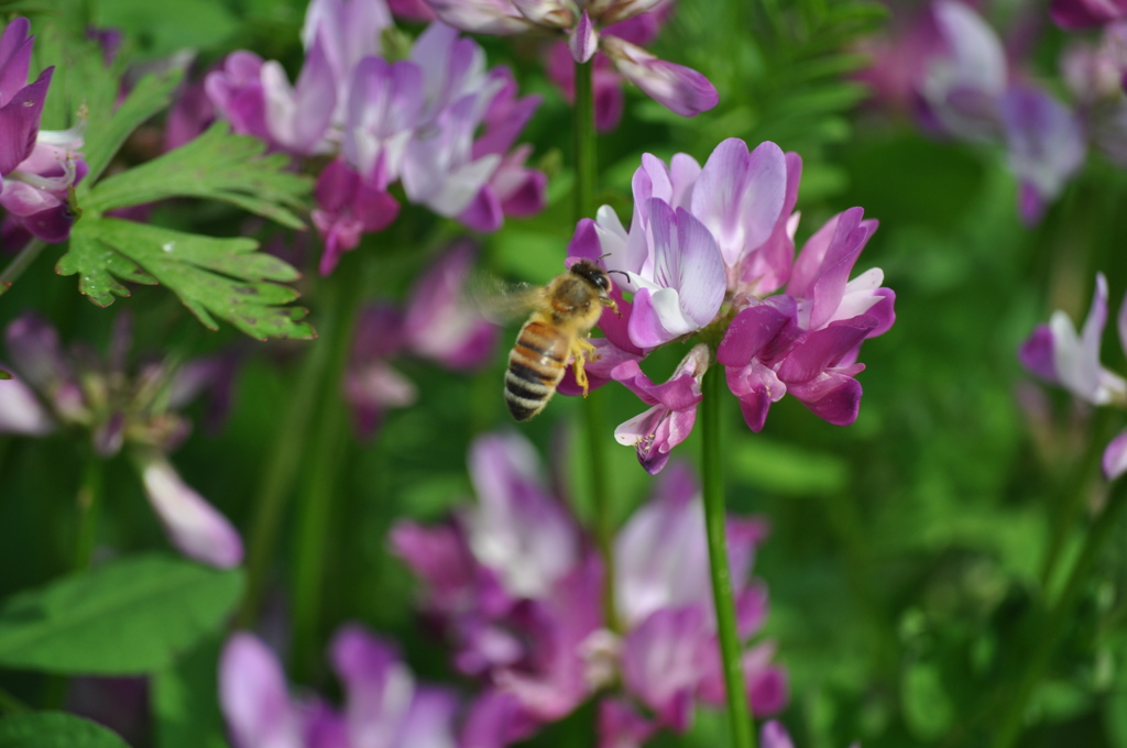 DSC_0010 (2)