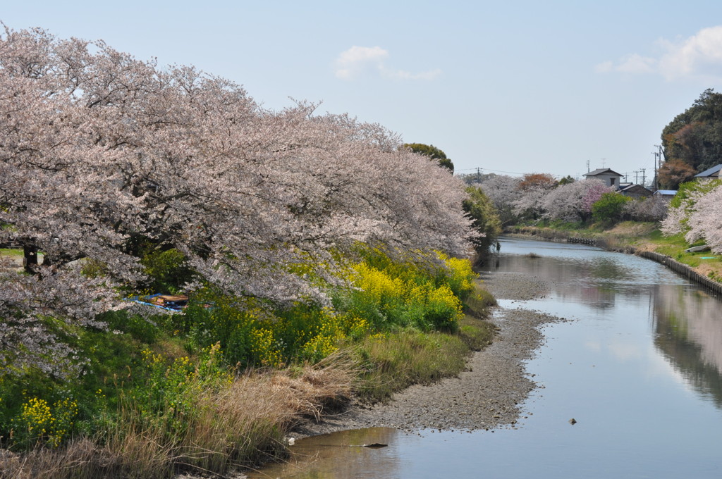 さくら２０１２ 003