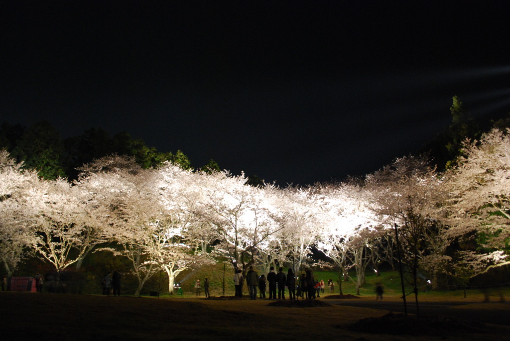 浜松城公園とフラワーパークnight 053