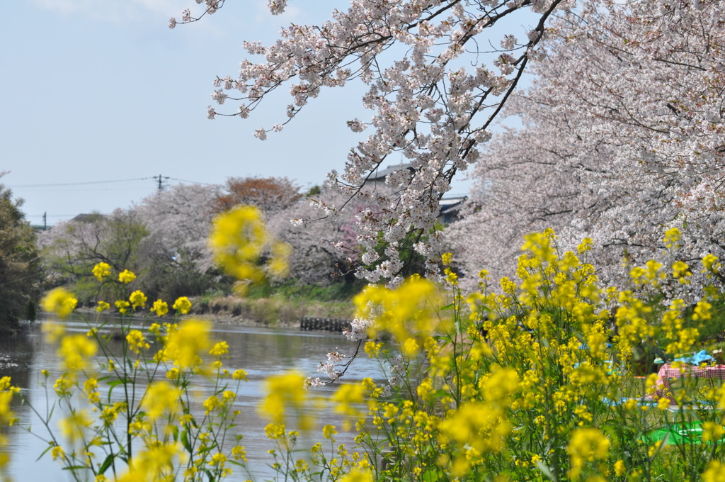 さくら２０１２ 006