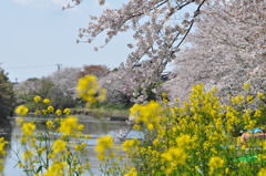 さくら２０１２ 006