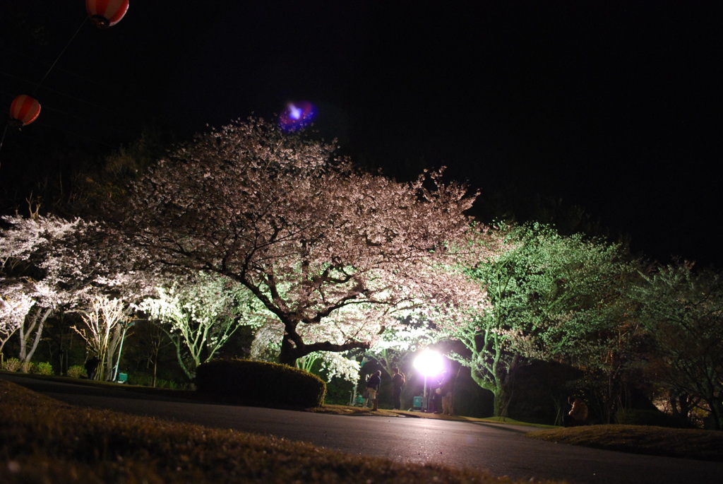 浜松城公園とフラワーパークnight 039