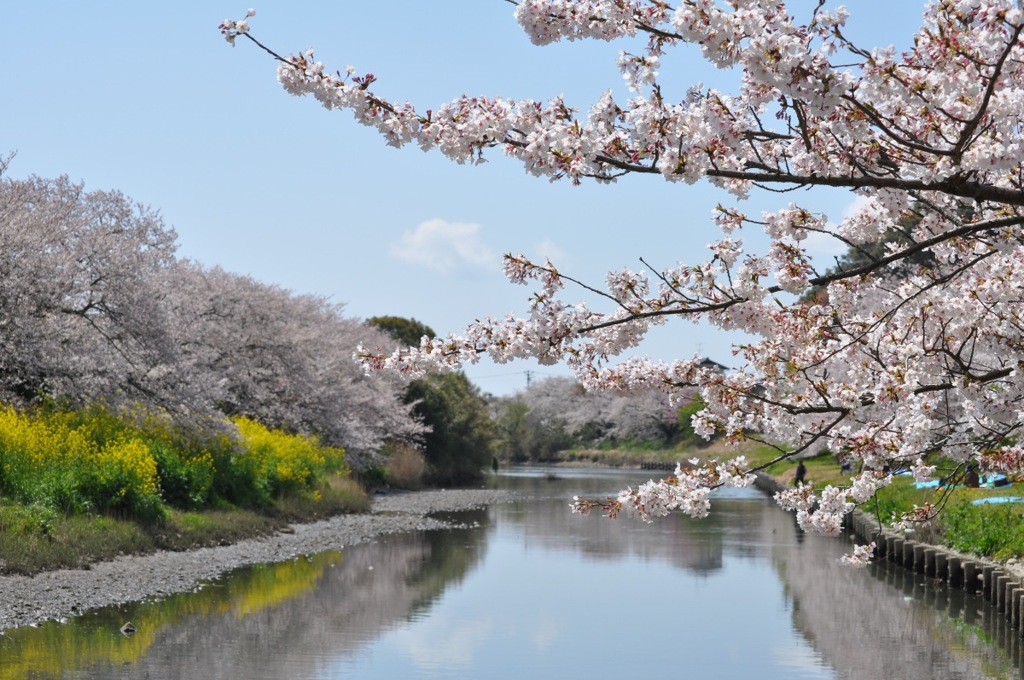 さくら２０１２ 静岡県