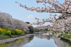 さくら２０１２ 静岡県