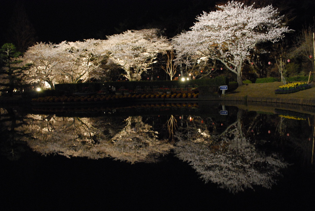 浜松城公園とフラワーパークnight 027