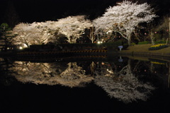 浜松城公園とフラワーパークnight 027