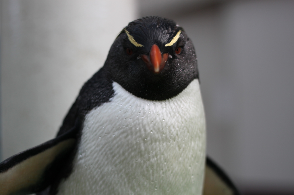 イワトビペンギン