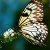 butterfly 1