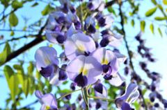 和気神社　藤の花