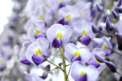 和気神社　藤の花