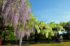 和気神社　藤の花