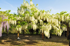 和気神社　藤の花