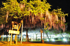 和気神社　藤の花