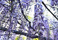 和気神社　藤の花