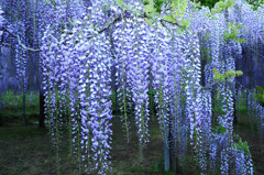 和気神社　藤の花