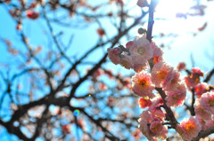藤川天神　梅の花