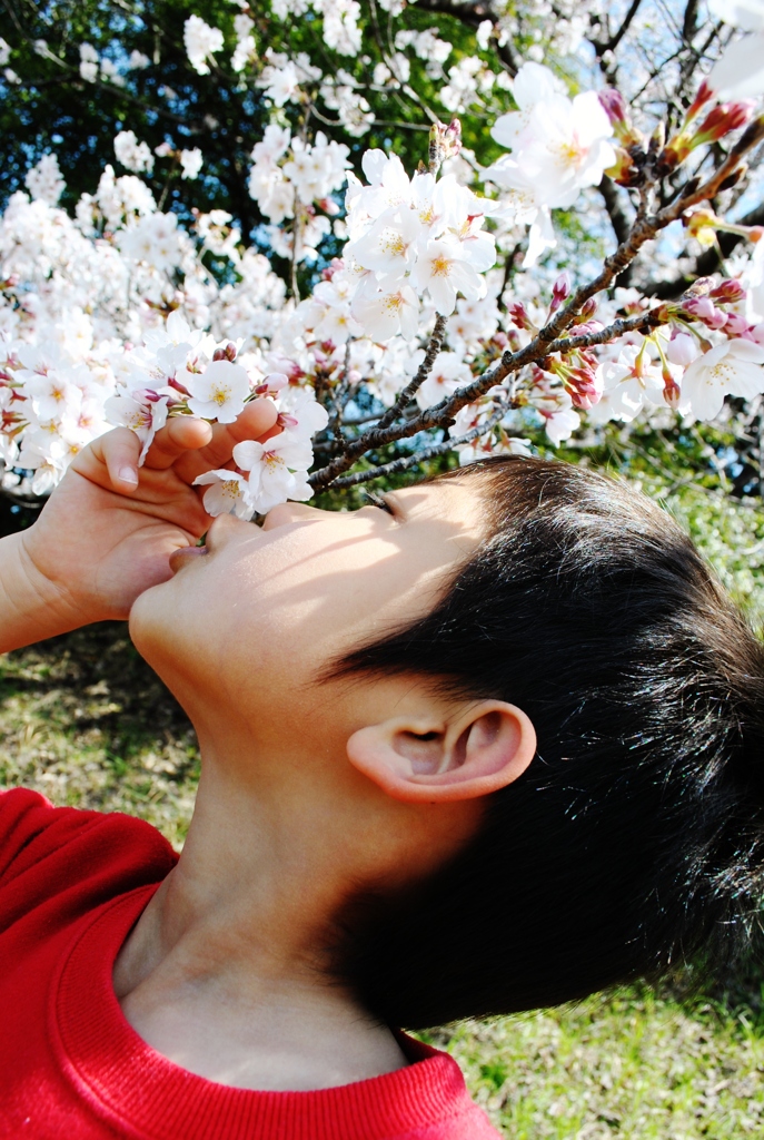 桜にkiss