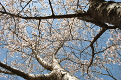 桜越しの空