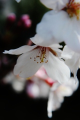 SAKURAという生き方