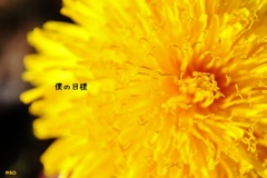 タンポポのように生きる