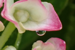 紫陽花