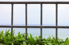 海邊的蔬菜