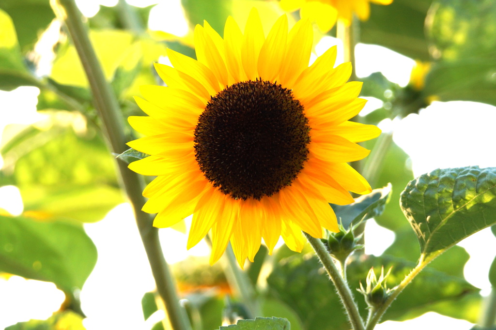 sunflower