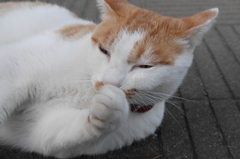 にゃにか用？