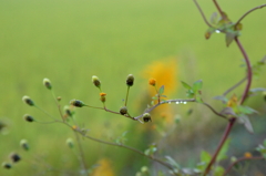 くっついてくるあいつら