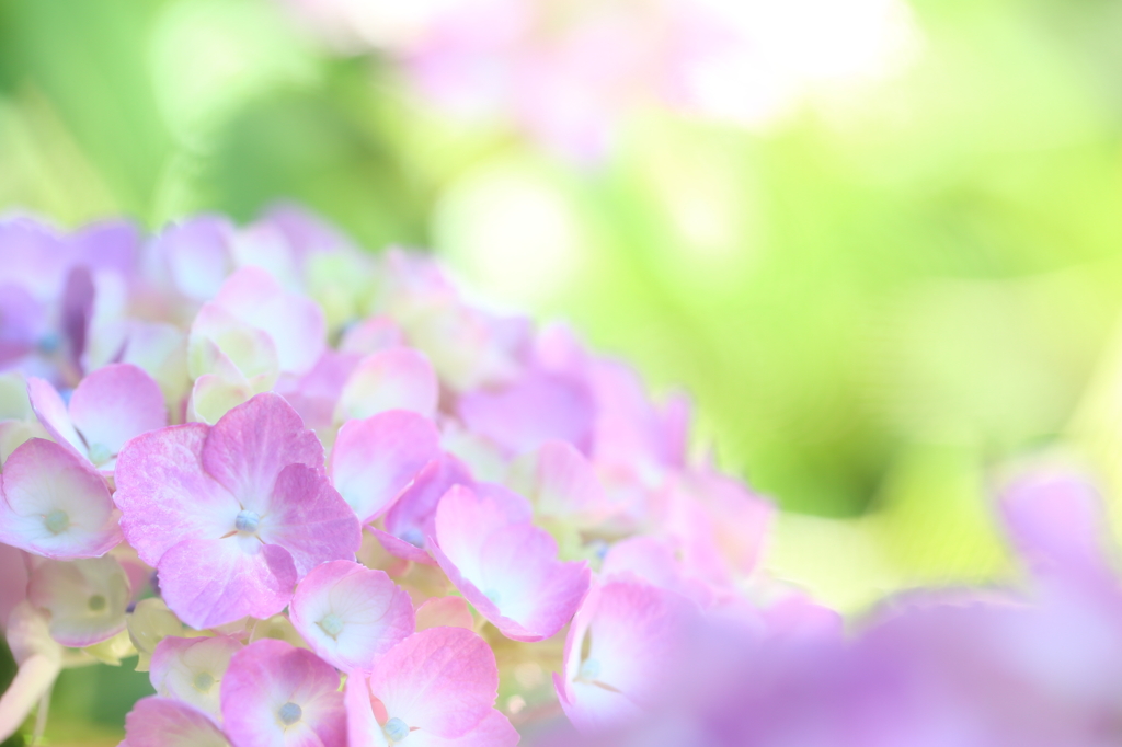 極楽寺の紫陽花8