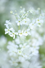 白花ふわり
