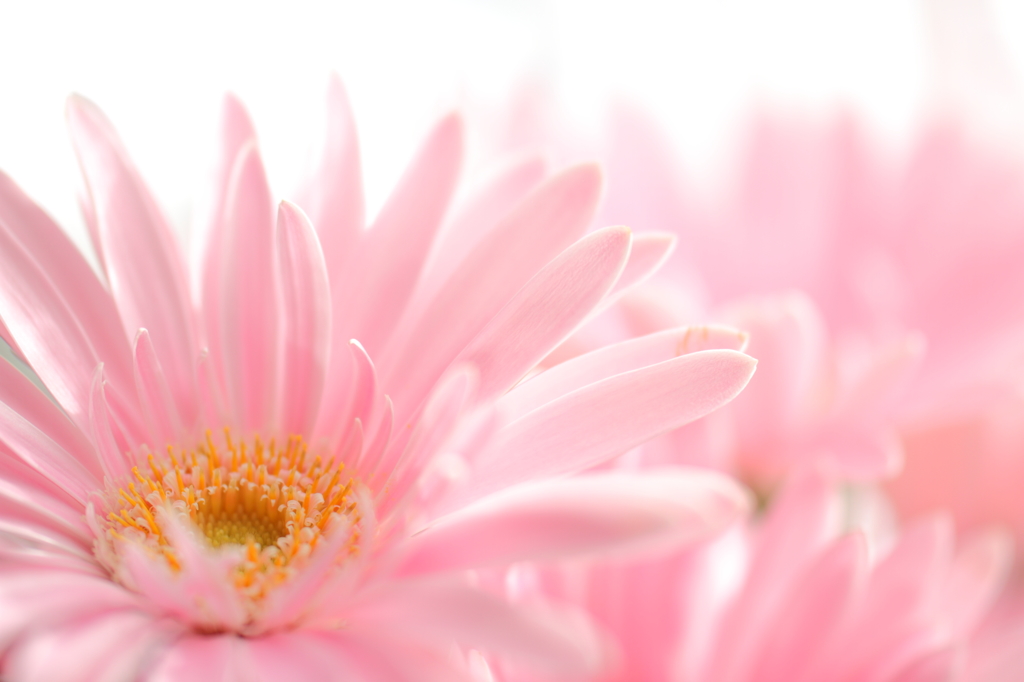 blooming