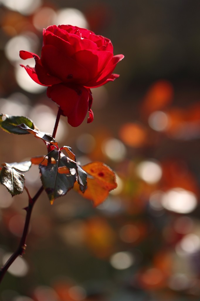 冬の薔薇